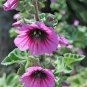 30 Pcs Lavatera arborea Tree Mallow Flower Seeds