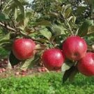 10 Pcs Dwarf Red Yellow Apple Tree Seeds