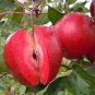 10 Pcs Dwarf Red Yellow Apple Tree Seeds