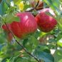10 Pcs Dwarf Red Yellow Apple Tree Seeds