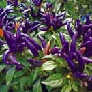 30 Pcs Purple Pod Peper Heirloom Violet Cluster Chilli Seeds