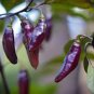 30 Pcs Purple Pod Peper Heirloom Violet Cluster Chilli Seeds