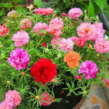 200 Pcs Portulaca Grandiflora Mixed Colorful Moss Rose Flower Seeds