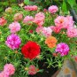 200 Pcs Portulaca Grandiflora Mixed Colorful Moss Rose Flower Seeds