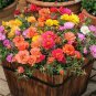 200 Pcs Portulaca Grandiflora Mixed Colorful Moss Rose Flower Seeds