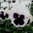 50 Pcs Pansy Swiss White Black Flowers Seeds 50 Pcs Pansy Swiss White Black Flowers Seeds