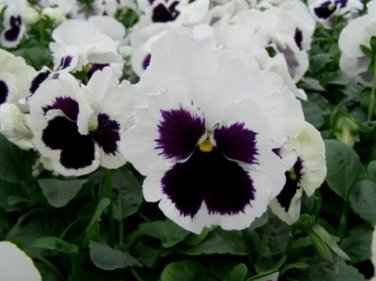 50 Pcs Pansy Swiss White Black Flowers Seeds