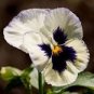 50 Pcs Pansy Swiss White Black Flowers Seeds