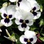 50 Pcs Pansy Swiss White Black Flowers Seeds