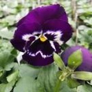 30 Pcs Pansy Swiss Violet Flowers Seeds 30 Pcs Pansy Swiss Violet Flowers Seeds