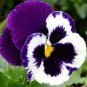 30 Pcs Pansy Swiss Violet Flowers Seeds