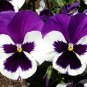 30 Pcs Pansy Swiss Violet Flowers Seeds