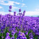 20 Pcs Blue Purple Lavender Series Bonsai Flowers 20 Pcs Blue Purple Lavender Series Bonsai Flowers