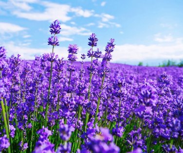 20 Pcs Blue Purple Lavender Series Bonsai Flowers