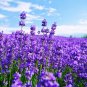 20 Pcs Blue Purple Lavender Series Bonsai Flowers