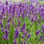 20 Pcs Blue Purple Lavender Series Bonsai Flowers
