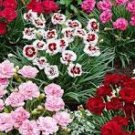 100 Pcs Dianthus Mixed Pinks Perennal Flower Seeds 100 Pcs Dianthus Mixed Pinks Perennal Flower Seeds
