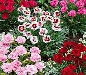 100 Pcs Dianthus Mixed Pinks Perennal Flower Seeds