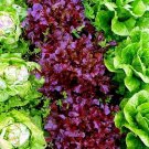 1 Pcs 6 Types Of Lettuce Purple Red Green Vegetables Seeds 1 Pcs 6 Types Of Lettuce Purple Red Green Vegetables Seeds