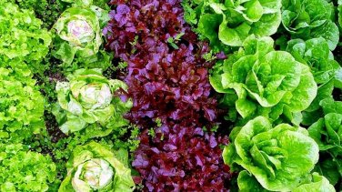 1 Pcs 6 Types Of Lettuce Purple Red Green Vegetables Seeds