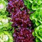 1 Pcs 6 Types Of Lettuce Purple Red Green Vegetables Seeds