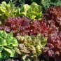 1 Pcs 6 Types Of Lettuce Purple Red Green Vegetables Seeds
