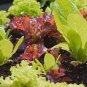 1 Pcs 6 Types Of Lettuce Purple Red Green Vegetables Seeds