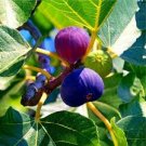 6 Pcs Giant Purple Ficus carica Fig Shrubs Seeds