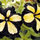100 Pcs Rare Phantom Petunia Flower Seeds 100 Pcs Rare Phantom Petunia Flower Seeds