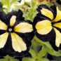 100 Pcs Rare Phantom Petunia Flower Seeds