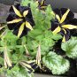 100 Pcs Rare Phantom Petunia Flower Seeds