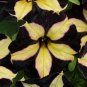 100 Pcs Rare Phantom Petunia Flower Seeds