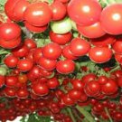 200 Pcs Italian Tree Tomato 'Trip L Crop' Seeds Combo S/H Vine Tomato Climbing Tomato Tree