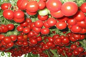 200 Pcs Italian Tree Tomato 'Trip L Crop' Seeds Combo S/H Vine Tomato Climbing Tomato Tree