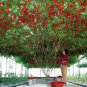 200 Pcs Italian Tree Tomato 'Trip L Crop' Seeds Combo S/H Vine Tomato Climbing Tomato Tree
