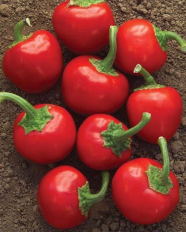 20 Pcs Cherry Bomb Red Hot Chile Pepper Seeds ( Capsicum annuum )