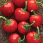 20 Pcs Cherry Bomb Red Hot Chile Pepper Seeds ( Capsicum annuum )
