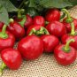 20 Pcs Cherry Bomb Red Hot Chile Pepper Seeds ( Capsicum annuum )