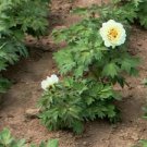 5 Pcs Yellow Chinese Tree Peony Seeds ''China Peony Yao's Yellow