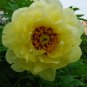 5 Pcs Yellow Chinese Tree Peony Seeds ''China Peony Yao's Yellow