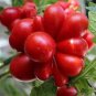 100 Pcs Unusual Rare Heirloom Reisetomate Tomato Seeds