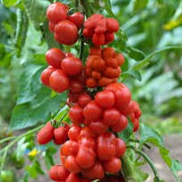 100 Pcs Speckled Roman Organic Heirloom Tomato Seeds
