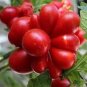 100 Pcs Speckled Roman Organic Heirloom Tomato Seeds