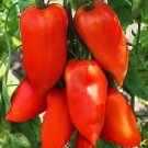 100 Pcs Rare Russian Giant Pertsevidnyy-Pepper Red Long Tomato 100 Pcs Rare Russian Giant Pertsevidnyy-Pepper Red Long Tomato