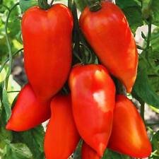 100 Pcs Rare Russian Giant Pertsevidnyy-Pepper Red Long Tomato