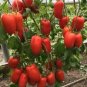 100 Pcs Rare Russian Giant Pertsevidnyy-Pepper Red Long Tomato