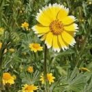 30 Pcs Layia Elegans Garden Flowers Seeds