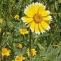 30 Pcs Layia Elegans Garden Flowers Seeds