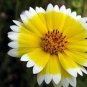30 Pcs Layia Elegans Garden Flowers Seeds