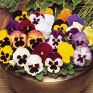 50 Pcs Mix Giant Pansy Seeds VIOLA WITTROCKIANA Long Blooming Flowers 50 Pcs Mix Giant Pansy Seeds VIOLA WITTROCKIANA Long Blooming Flowers